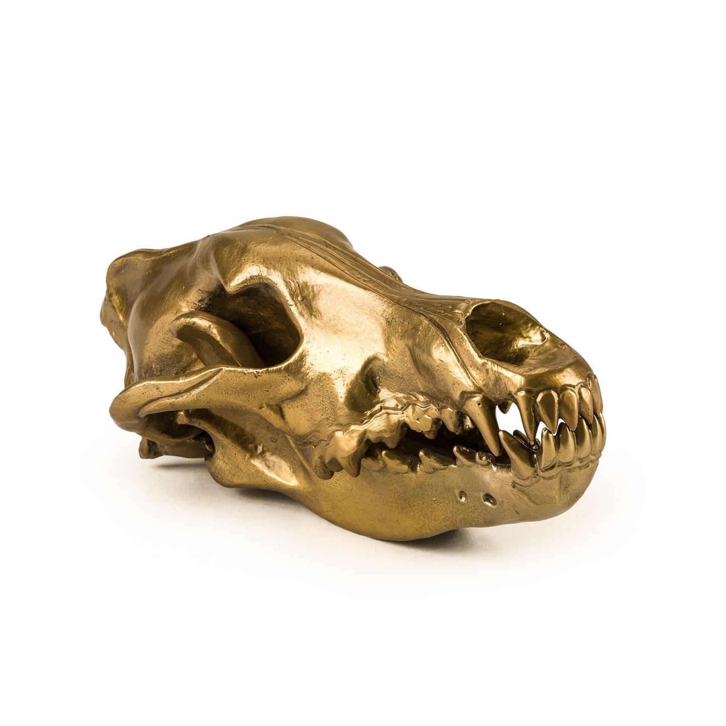 Wolf skull diesel living